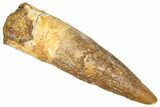Fossil Spinosaurus Tooth - Feeding Worn Tooth #366480-1